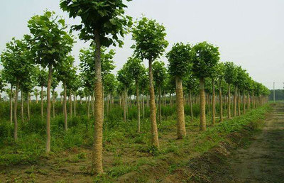 采購者必知!影響苗木價格的因素有哪些?