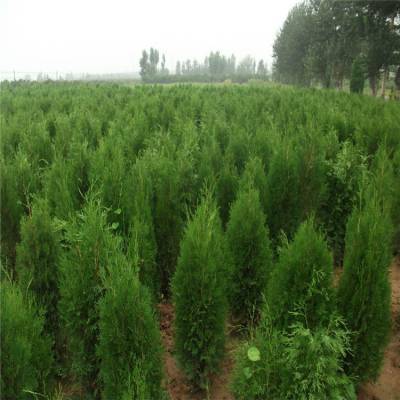 側(cè)柏樹苗 側(cè)柏樹 柏樹苗 庭院綠化側(cè)柏葉 柏樹綠化苗木