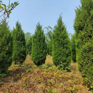 第5968頁苗木供應信息_綠化苗木供應_苗木銷售信息