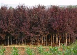 紫葉李-華達園林綠化苗木園藝場苗木產品
