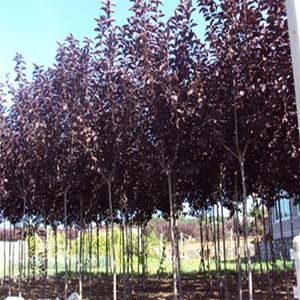 供甘肅連翹花苗和蘭州紫葉稠李苗產品圖片,供甘肅連翹花苗和蘭州紫葉稠李苗產品相冊 - 蘭州興隆樹苗苗木種植廠