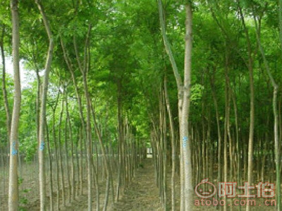 【菏澤25公分國槐基地 優質25公分國槐價格】25公分國槐,價格,廠家,供應商,花木,菏澤市牡丹區雨澤苗木種植中心 - 產品庫