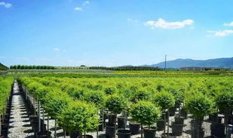 2019年苗圃升級(jí)蓄勢(shì)待發(fā),苗木品種化是核心