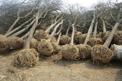 河北國槐樹國槐價格-城鎮綠化-供應-山東盈通苗木基地-一畝田農產品商務平臺