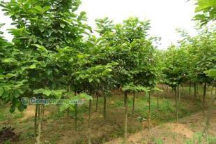 供應白玉蘭,河南苗木信息,白玉蘭信息,潢川白玉蘭,哪里有白玉蘭_農副產品_世界工廠網中國產品信息庫