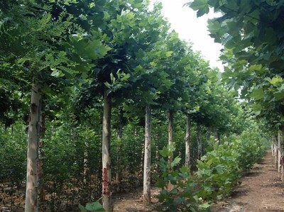 山東濟寧聚鑫源法桐苗木基地