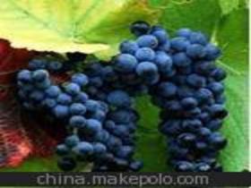 優(yōu)質(zhì)葡萄苗木供應(yīng)商,價格,優(yōu)質(zhì)葡萄苗木批發(fā)市場 