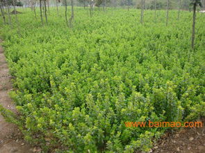 沭陽縣華泰苗木場批發(fā)供應(yīng)苗木,花卉,種苗,銷售