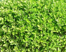 成活率高的園林綠化苗木 價格合理的綠化苗木彥霞花卉苗木供應