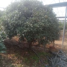 河東浩森苗木繁育中心 供應產品