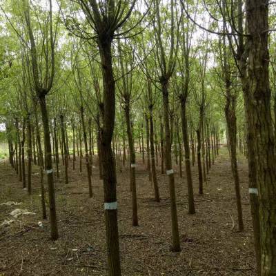 垂柳苗木_垂柳小苗價格