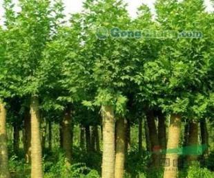 供應(yīng)青州歐楓苗木大量出售北京欒,大量庫存可優(yōu)惠!_農(nóng)副產(chǎn)品_世界工廠網(wǎng)中國產(chǎn)品信息庫