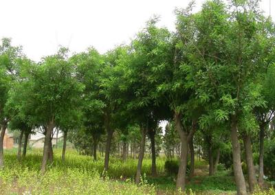 萊蕪國槐苗木/萊蕪國槐苗木基地圖片|萊蕪國槐苗木/萊蕪國槐苗木基地產(chǎn)品圖片由萊蕪市雪野國中苗木種植專業(yè)合作社公司生產(chǎn)提供-