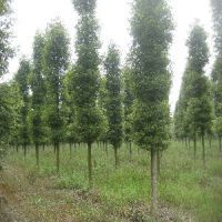 【小葉楨楠批發(fā)_哪家金絲楠木品種好圖片】小葉楨楠批發(fā)_哪家金絲楠木品種好