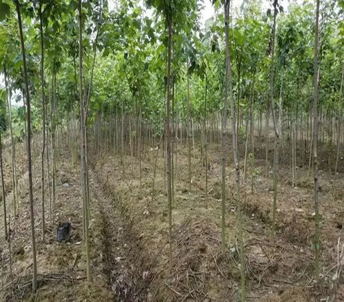 生態(tài)苗木即將c位出道,朋友可以行動起來了