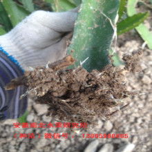 玉林市農(nóng)產(chǎn)品苗木場