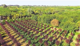 定州 苗木成生態富民主導產業