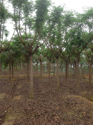 第三苗木基地(藍花楹生產)