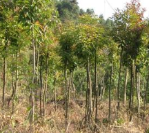 木荷價(jià)格-苗木