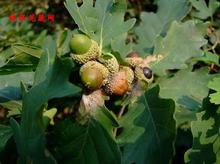 企業(yè)簡(jiǎn)介