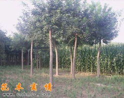 山東華方苗木長(zhǎng)期供應(yīng)國(guó)槐 櫻花