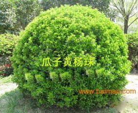 兆紅苗木, 兆紅苗木生產(chǎn)廠家, 兆紅苗木價(jià)格