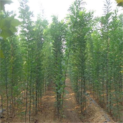 優(yōu)質(zhì)國(guó)槐 國(guó)槐小苗 國(guó)槐價(jià)格 綠化苗木國(guó)槐 國(guó)槐樹(shù)苗 綠化國(guó)槐圖片_高清圖_細(xì)節(jié)圖-博野縣盛祎苗圃場(chǎng)