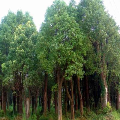 叢生香樟園林植物移栽 香樟樹(shù)多頭 基地批發(fā)