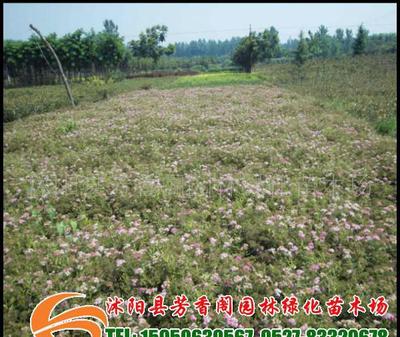 基地直銷花灌木品種紅花繡線菊價格低廉(圖)