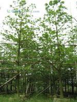 苗木批發(fā)-廣東低價苗木批發(fā)-長期供應/求購各種規(guī)格苗木批發(fā)[供應]_綠化苗木_世界工廠網中國產品信息庫