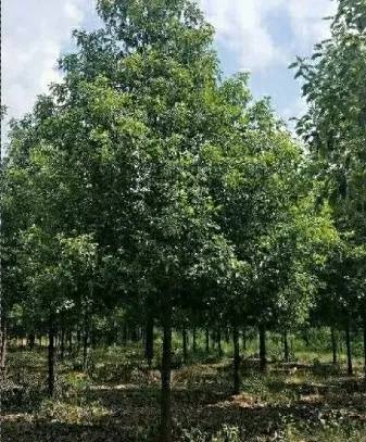 恭喜武漢美景匯苗木專業(yè)合作社入駐苗木通平臺 致力精品苗木發(fā)展