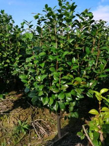 恭喜寧波陽光苗木園入駐苗木通平臺(tái) 致力于精品苗木種植