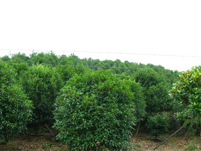 浙江寧波各類苗木-奉化市溪口鎮(zhèn)綠洲大地園藝場(chǎng)商鋪公司簡(jiǎn)介