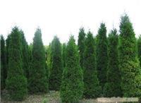 找上海苗木-上海苗木批發(fā)-上海苗木價(jià)格-上海苗木基地的上海園林綠化苗木報(bào)價(jià)價(jià)格、圖片、詳情,上一比多_一比多產(chǎn)品庫