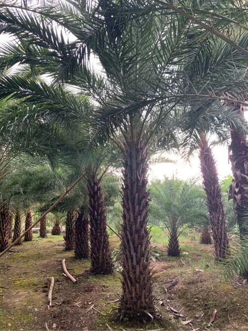 恭喜福建藍典園林入駐苗木通 做市場所需的精品苗和品質苗