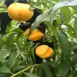 春雪桃樹(shù)成品苗報(bào)價(jià) 新聞咨詢 春艷桃樹(shù)嫁接苗