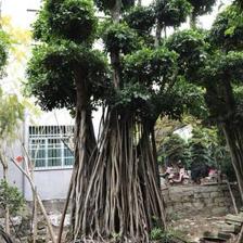【造型小葉榕供應、基地直轄、造型優美】綠化苗木,價格,廠家,供應商,花木,龍海市東泗興輝園藝場 - 產品庫