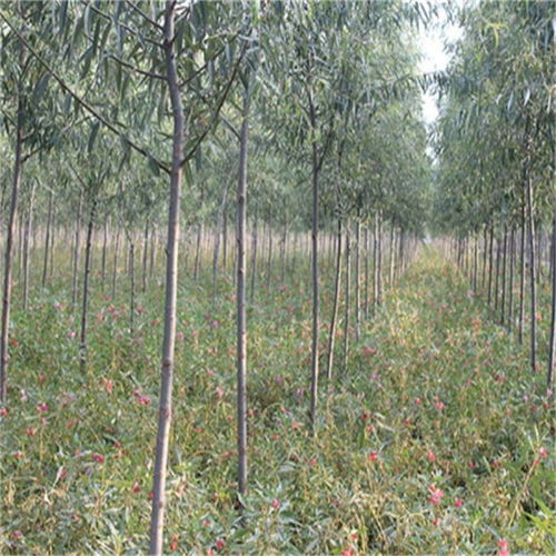 臨沂行道樹 齊強苗木 在線咨詢 大型造樹林苗