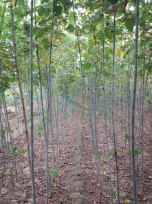 高度300cm 價格3.00元 棵 50棵起批 花木網