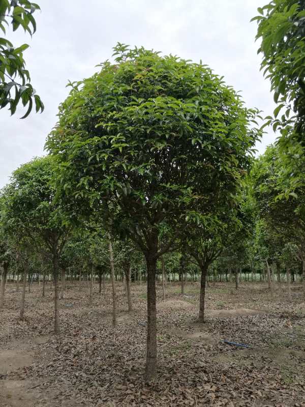 【八月桂種植基地批發(fā)價出售】- 