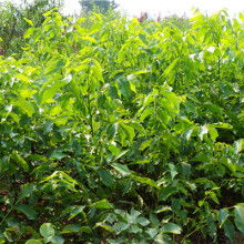 簡陽市和映林果苗木專業(yè)合作社