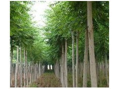 10公分平頭白蠟-2年冒-冠幅3米-樹干直。|林木種子|綠化苗木|供應信息|597苗木網