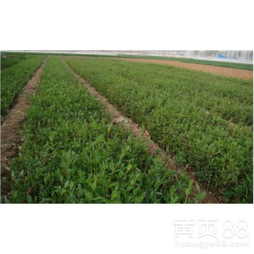 【金銀花苗木,金銀花苗】- 