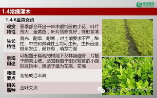 綠城集團園林軟景苗木圖譜 全套