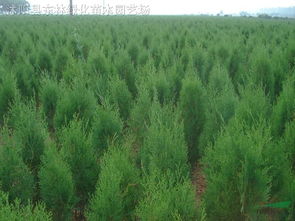 側(cè)柏 苗木供應(yīng)信息 沭陽(yáng)縣東林綠化苗木園藝場(chǎng)