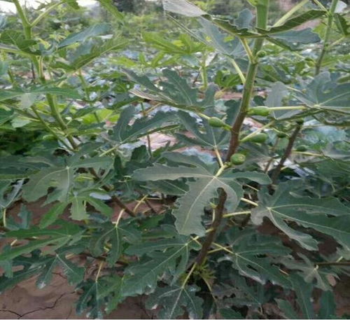 興安瑪依斯陶芬無(wú)花果樹(shù)苗基地 煜爍苗木