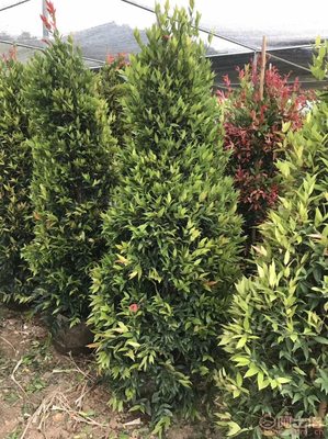 【江西綠化苗木袋苗紅車、農(nóng)戶種植】綠化苗木,價(jià)格,廠家,供應(yīng)商,花木,龍海市東泗興輝園藝場(chǎng) - 產(chǎn)品庫(kù)