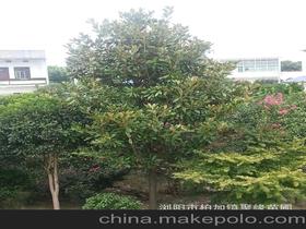 瀏陽(yáng)市柏加鎮(zhèn)聚緣苗圃13975829581 企業(yè)庫(kù) 