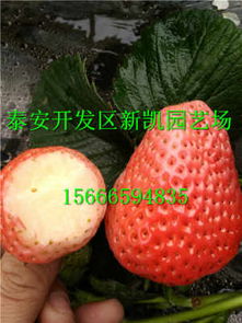 本溪 鬼怒甘草莓苗 新聞 誠(chéng)信公司