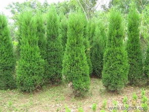 優(yōu)質(zhì)松柏首推沭陽(yáng)可誠(chéng)苗木,刺柏